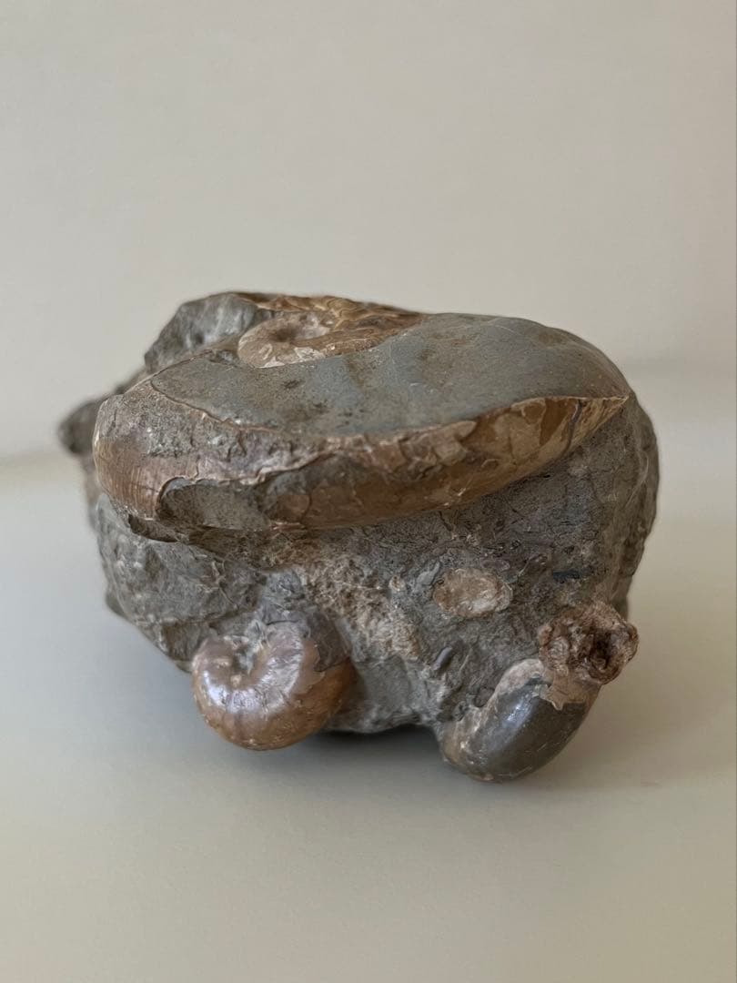 異常巻きアンモナイト化石