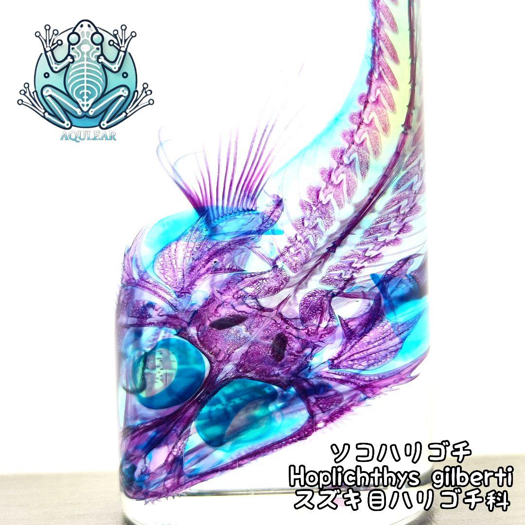 【1点物】極美品☆極希少 透明標本 ソコハリゴチ 約12cm 深海魚 110ml
