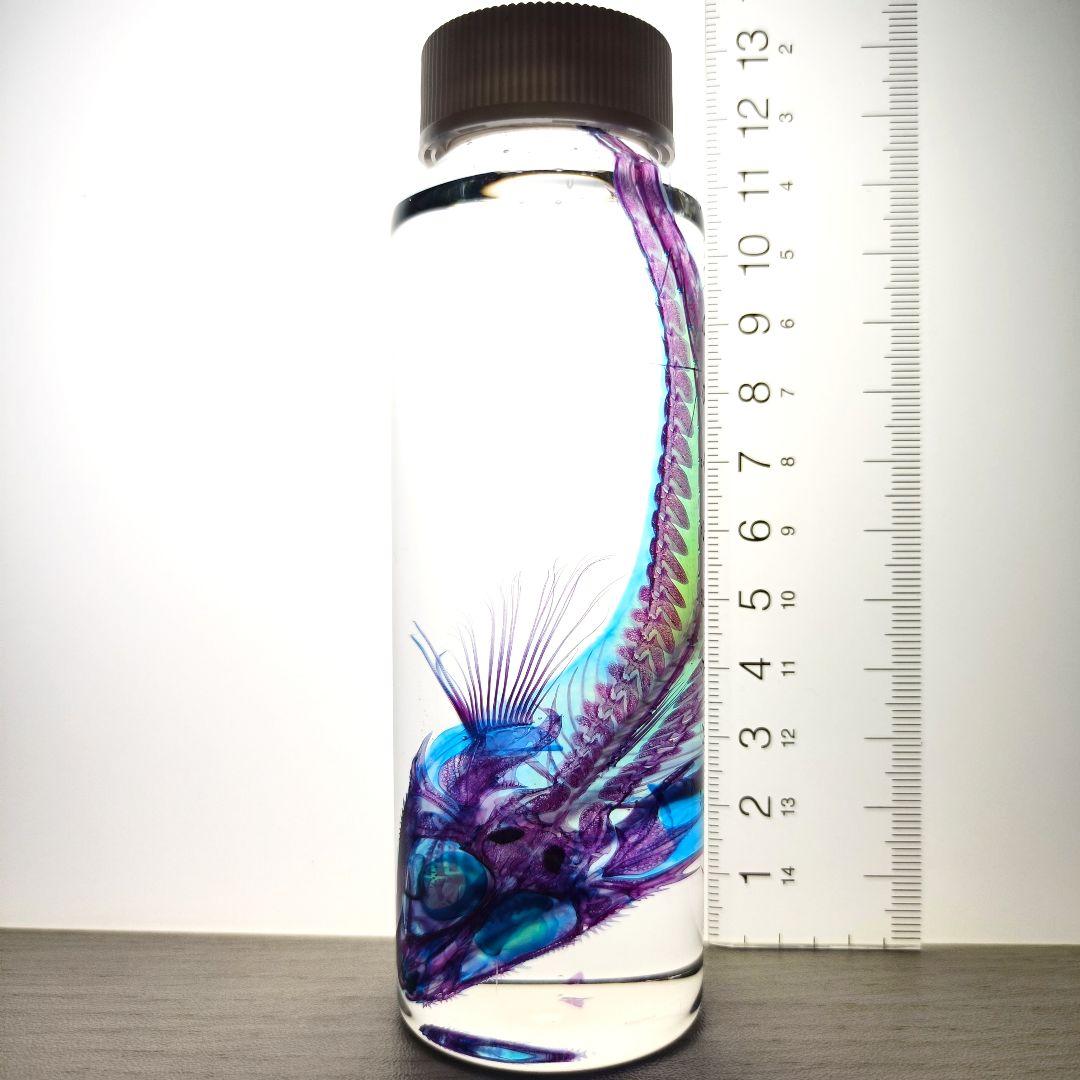 【1点物】極美品☆極希少 透明標本 ソコハリゴチ 約12cm 深海魚 110ml
