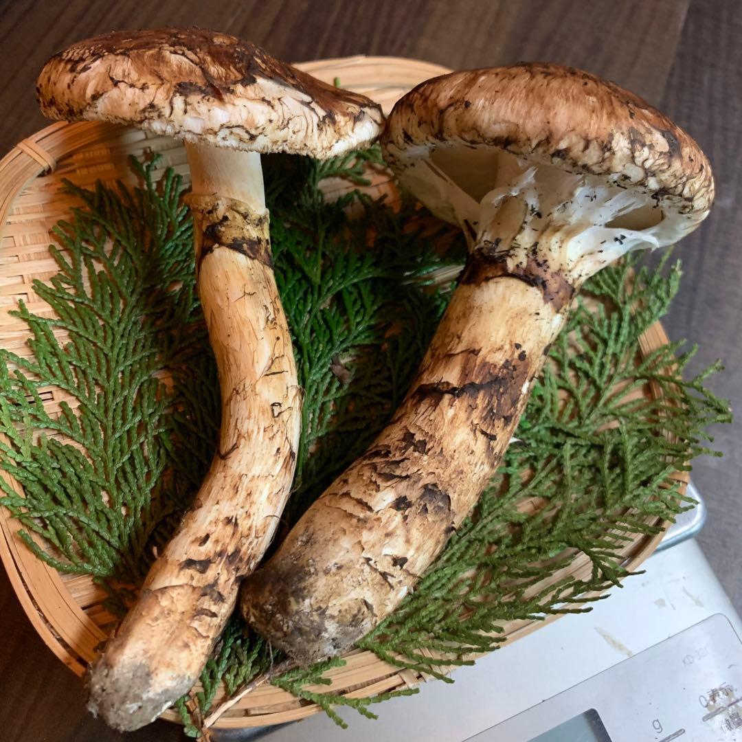 ⑤秀品【岩手県産天然松茸】収穫最終　国産本場　開き　採れたて　191g 綺麗です