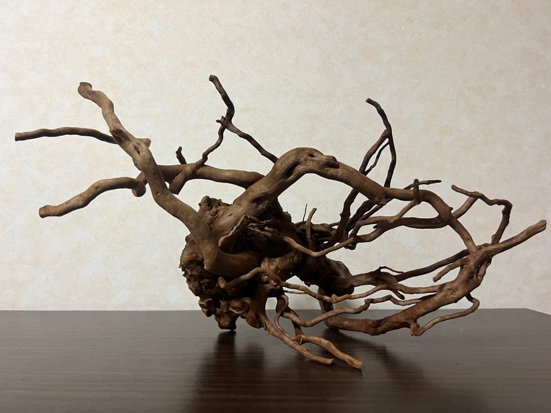 51608 ブランチウッド　流木　アクアリウム 沈水確認済