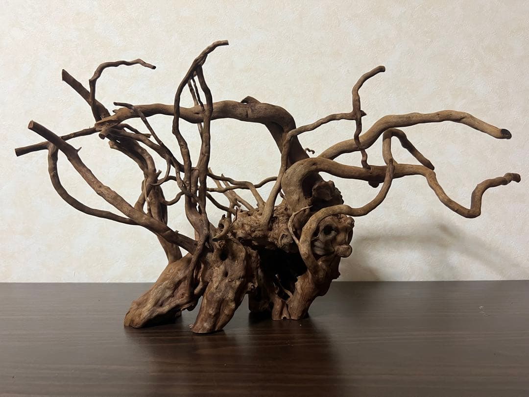 51608 ブランチウッド　流木　アクアリウム 沈水確認済