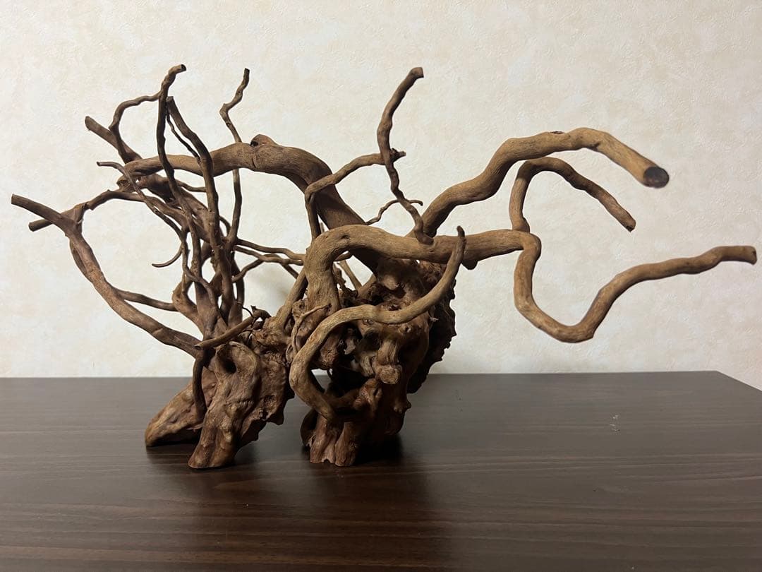 51608 ブランチウッド　流木　アクアリウム 沈水確認済