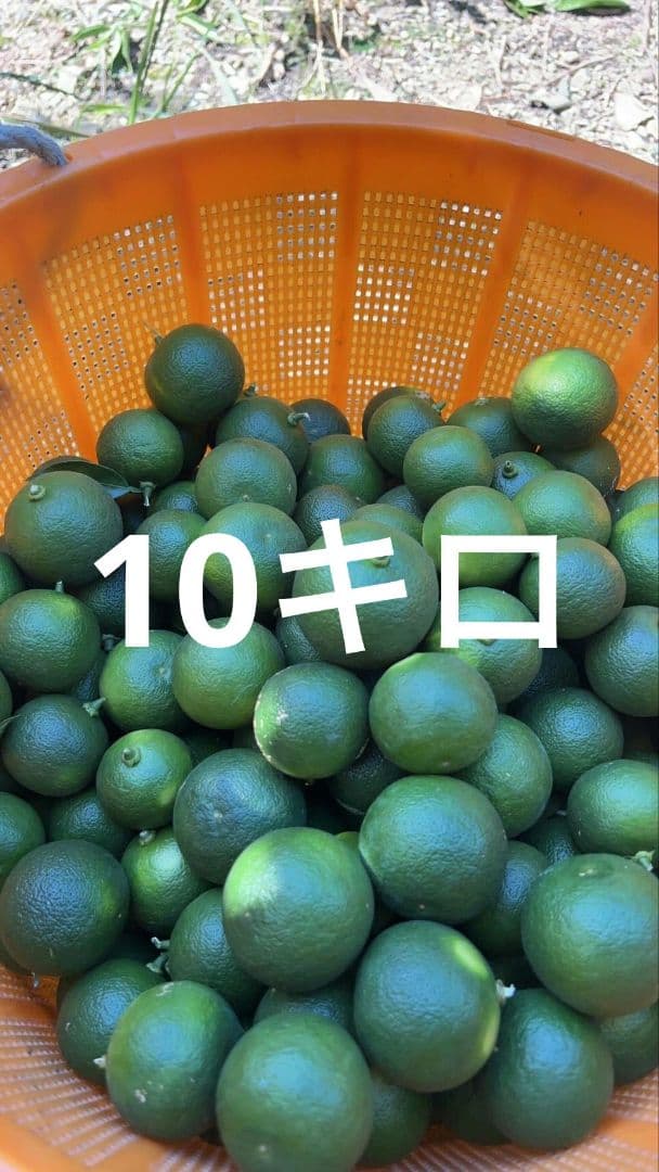 冷蔵すだち 10キロ 秀品