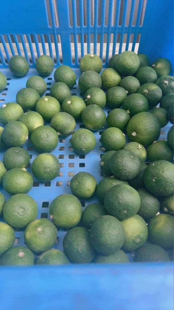 冷蔵すだち 10キロ 秀品