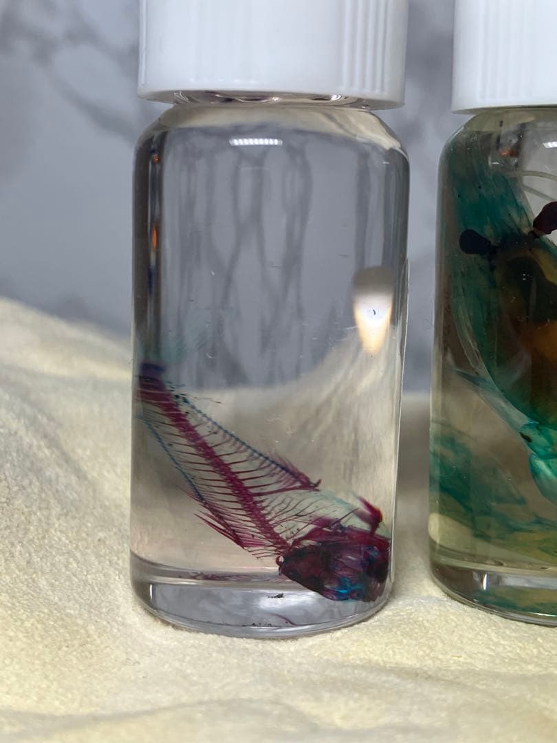 透明骨格標本 5個セット (シラエビ1個,シマアジ2個,カワエビ2個)