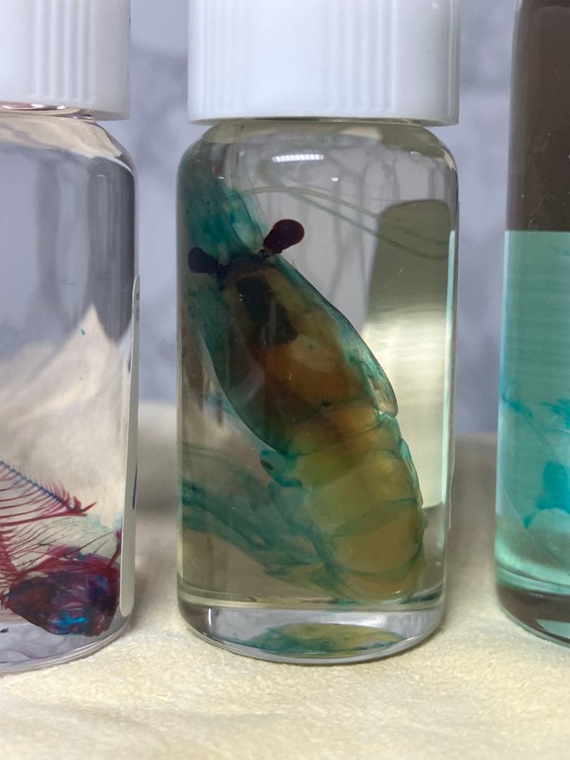 透明骨格標本 5個セット (シラエビ1個,シマアジ2個,カワエビ2個)