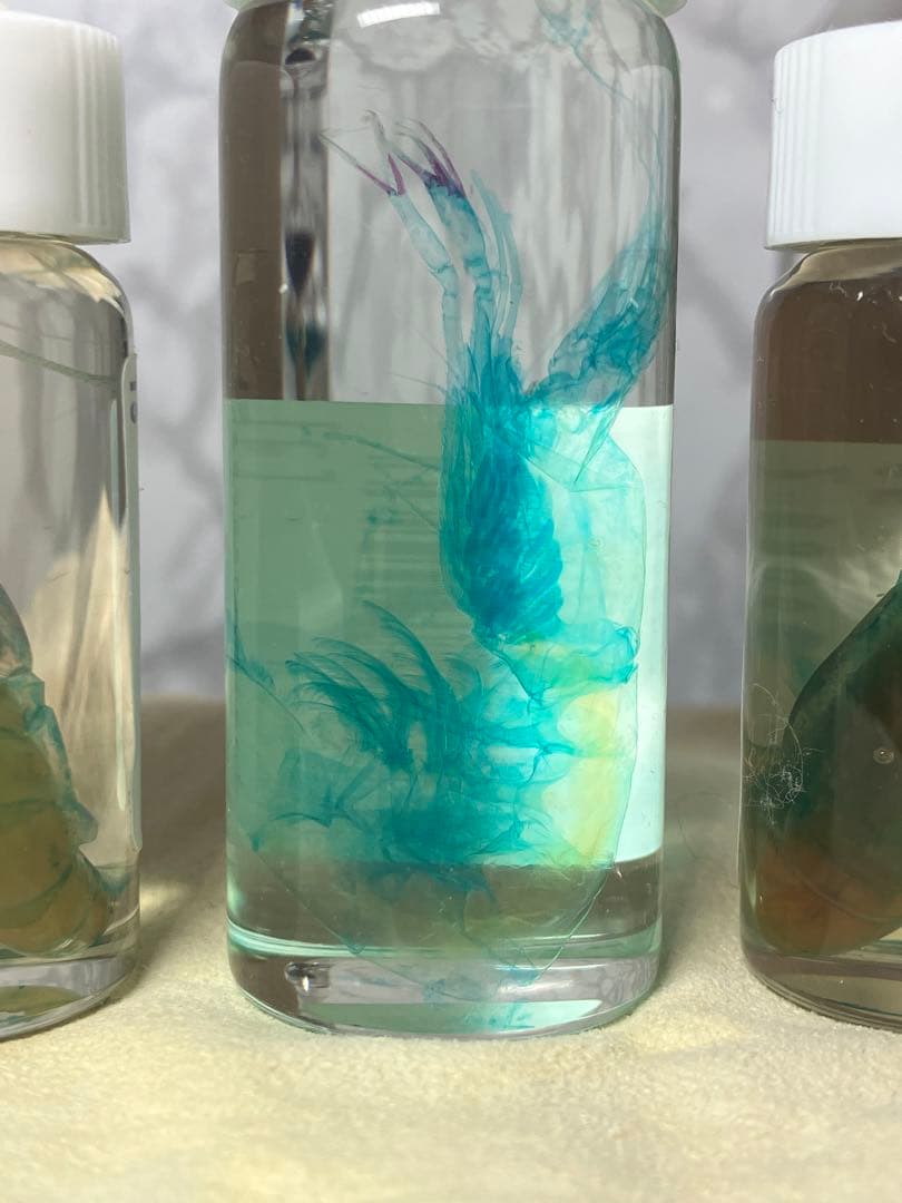 透明骨格標本 5個セット (シラエビ1個,シマアジ2個,カワエビ2個)