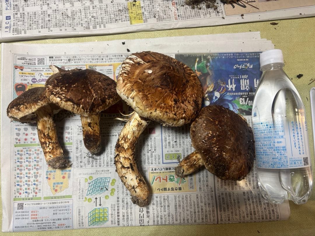 岩手県産　国産　松茸　【明日発送】　ひらき