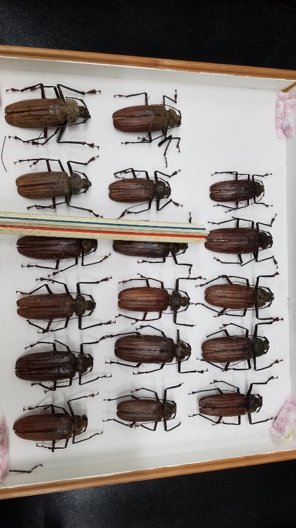 コレクションシリーズブルウスオオウスバカミキリ