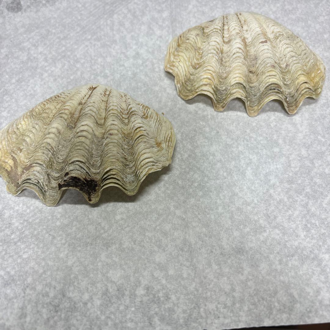 沖縄県産、シャコ貝殻