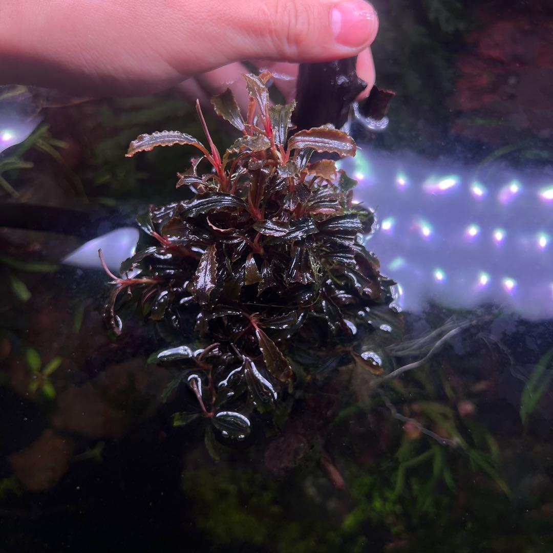 トロピカ社（30株程度）ブセファランドラ クダガン群生 ADA流木付き