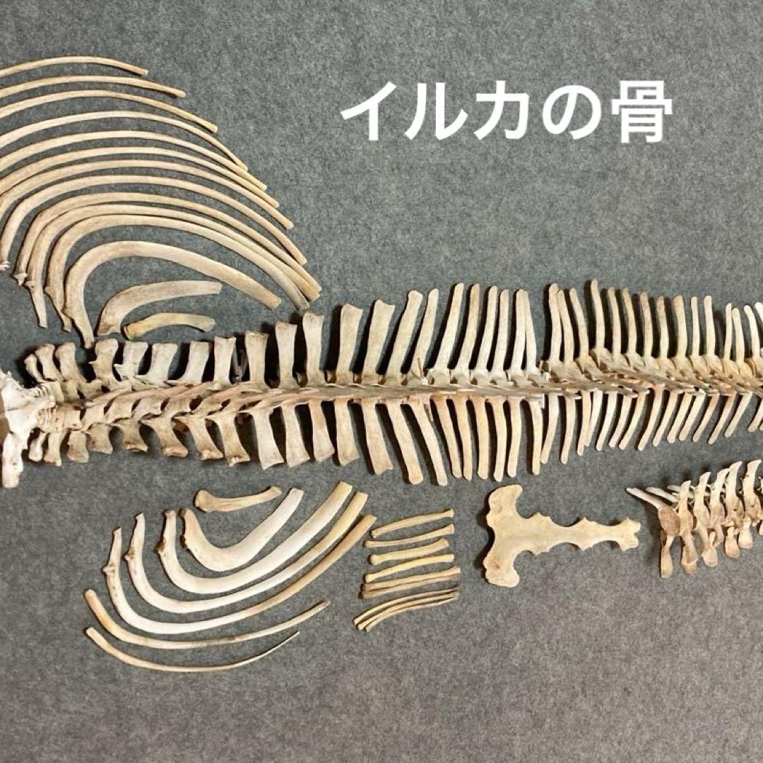 イルカの骨 骨格標本