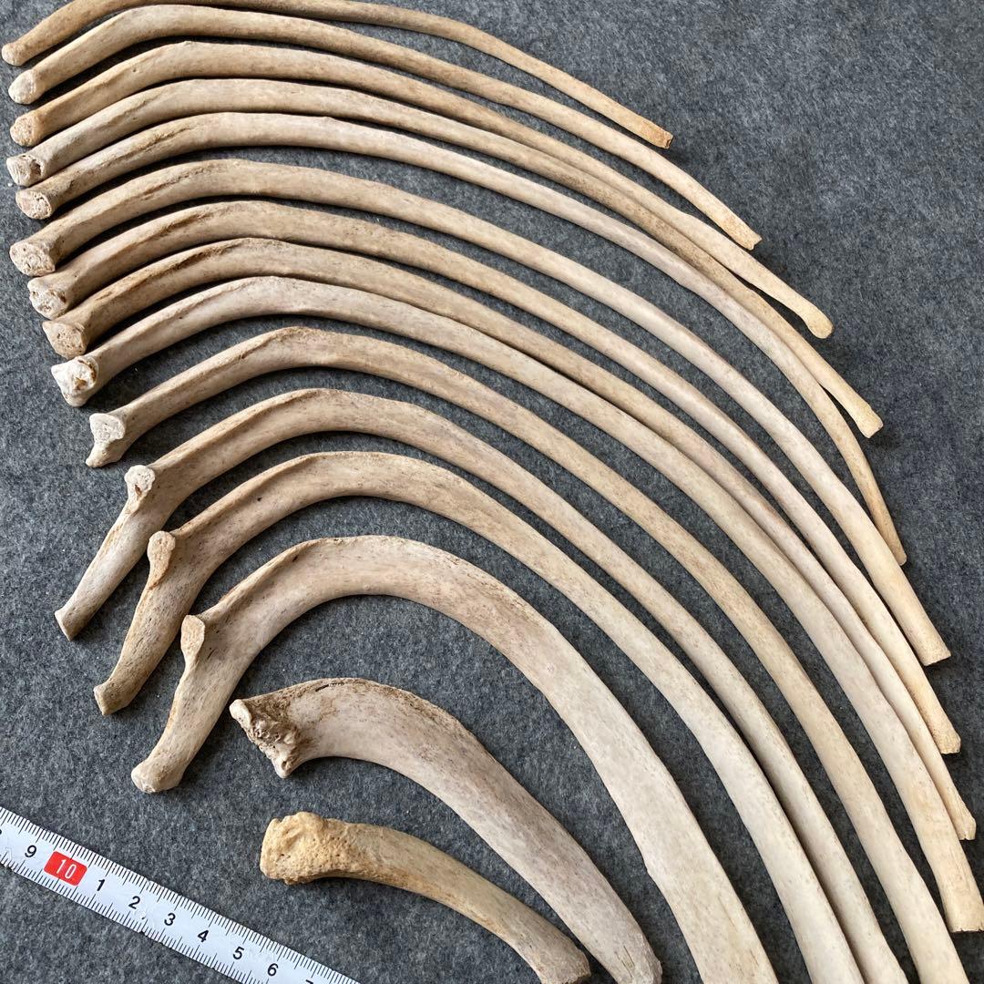 イルカの骨 骨格標本