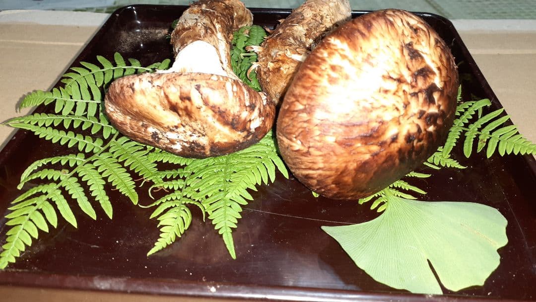 岩手県産松茸秀品 ❗最終値下げ❗ 10月17日午後取れ 送料込み