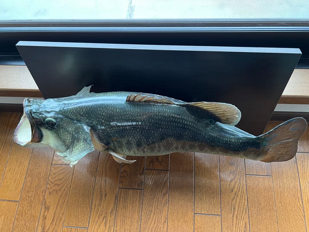 ブラックバス剥製　インテリア壁掛けタイプ