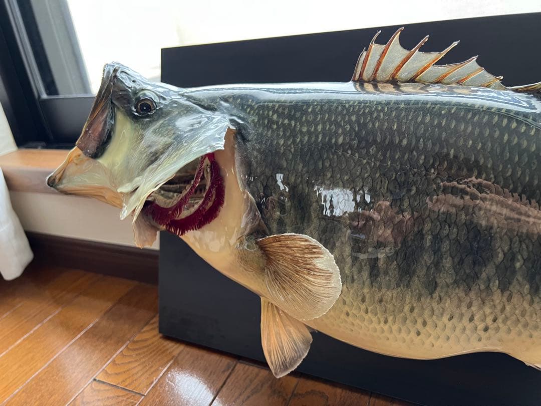 ブラックバス剥製　インテリア壁掛けタイプ