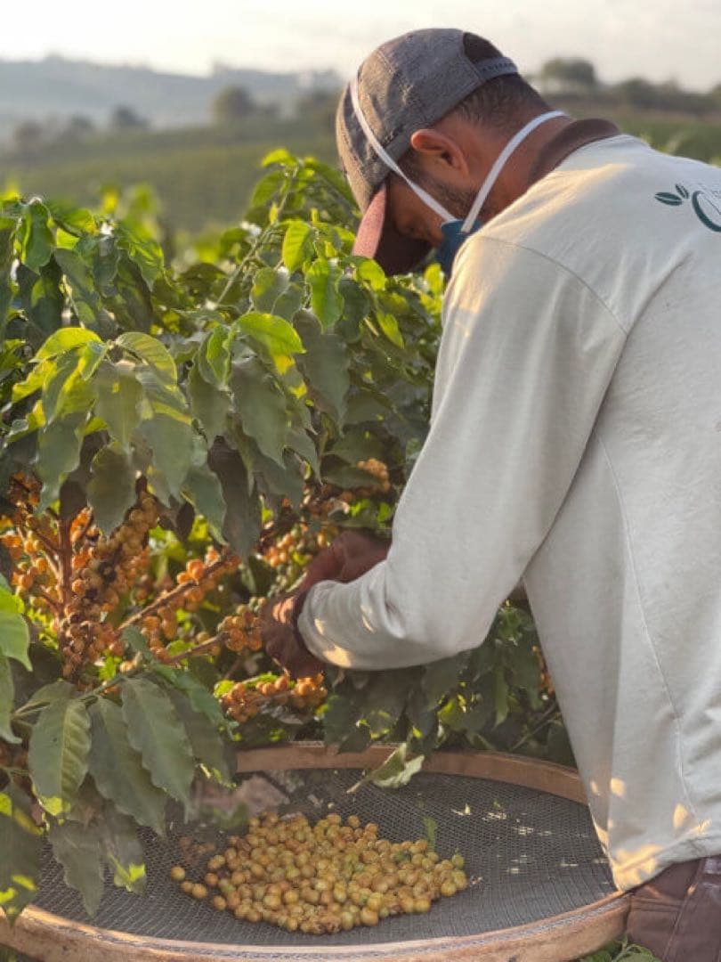 【コーヒー生豆】【未開封】ブラジル　カッシャンブー　イエローカトゥアイ　5kg