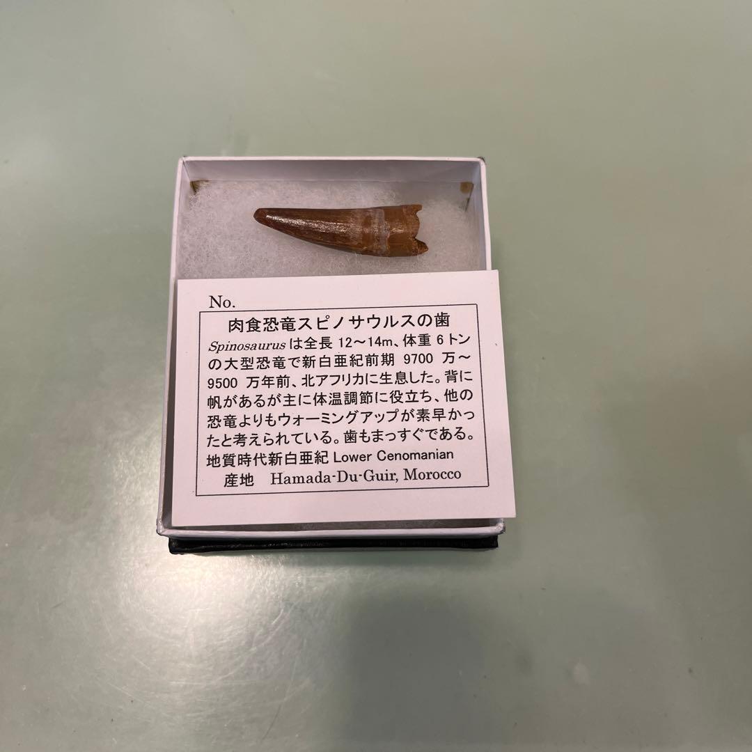 スピノサウルスの歯