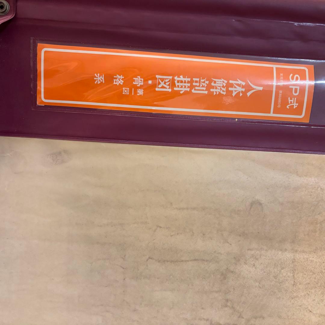 人体解剖図 白骨 人体模型 ヴィンテージ アート アンティーク