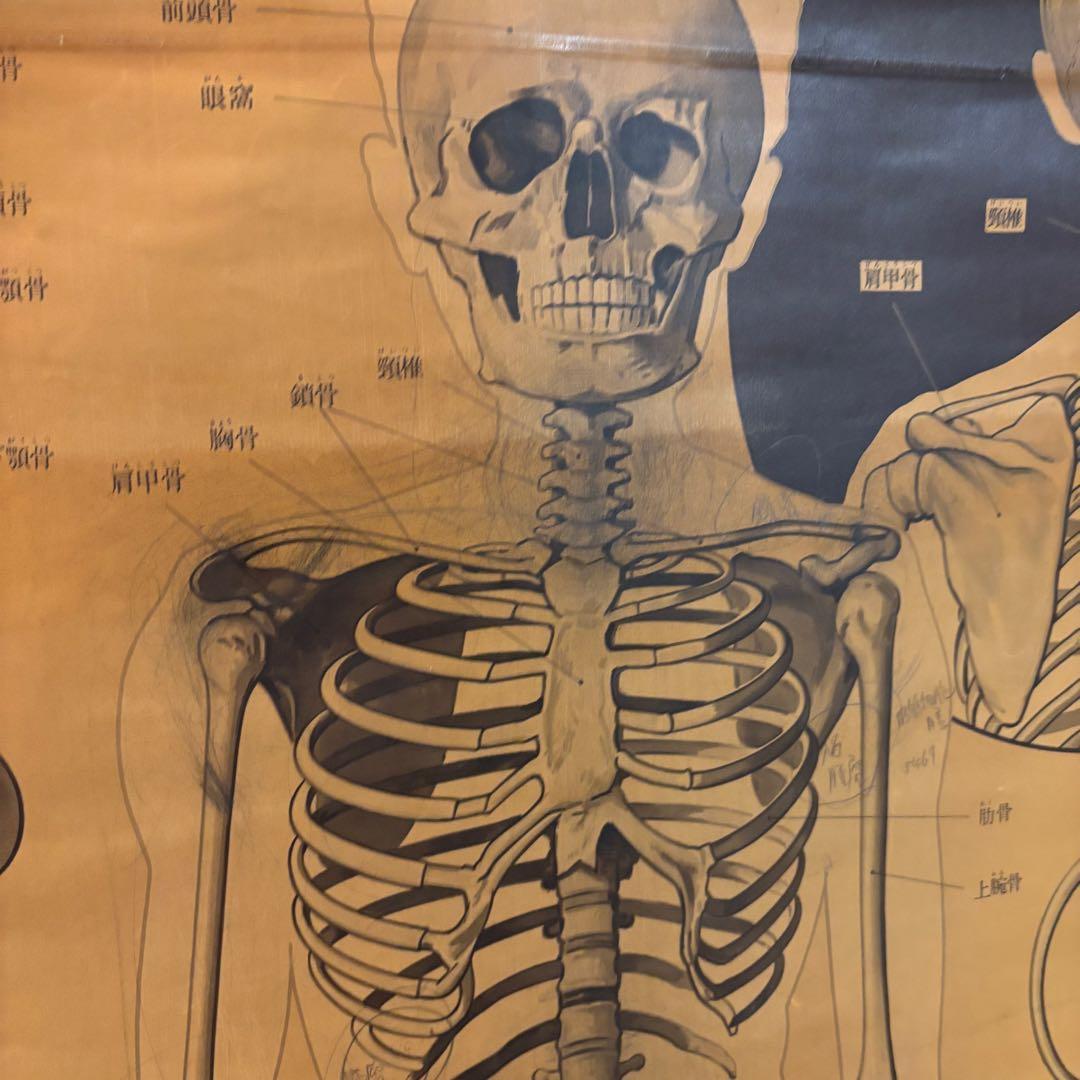 人体解剖図 白骨 人体模型 ヴィンテージ アート アンティーク