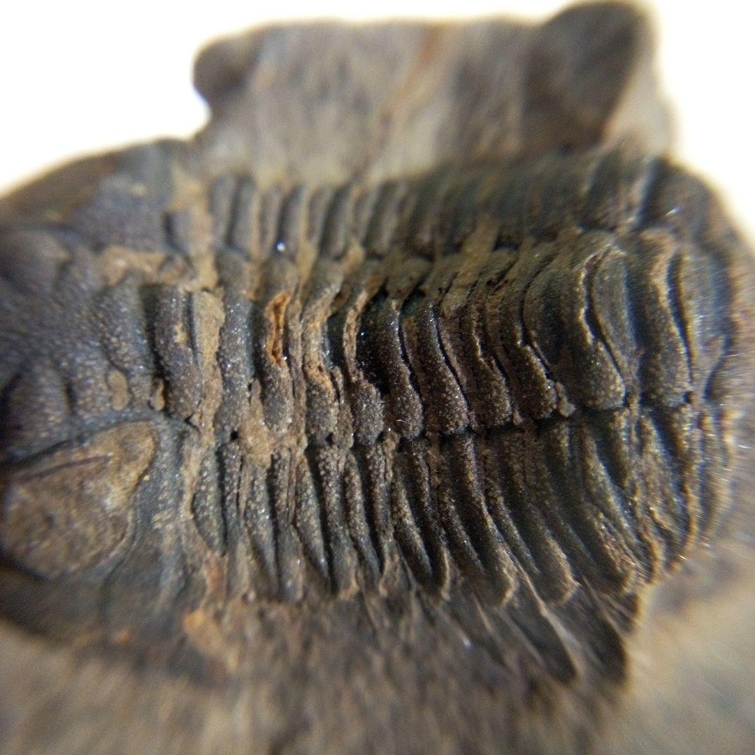 三葉虫　化石　三葉虫化石　究極のレトロ　fossil　ボリビア産　化石管理番号⑨