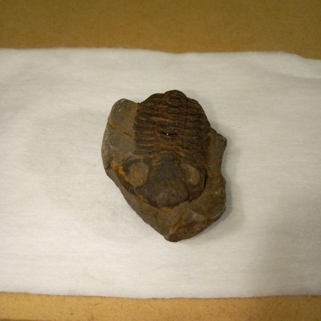 三葉虫　化石　三葉虫化石　究極のレトロ　fossil　ボリビア産　化石管理番号⑨