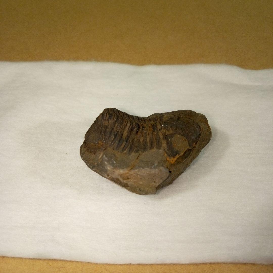 三葉虫　化石　三葉虫化石　究極のレトロ　fossil　ボリビア産　化石管理番号⑨