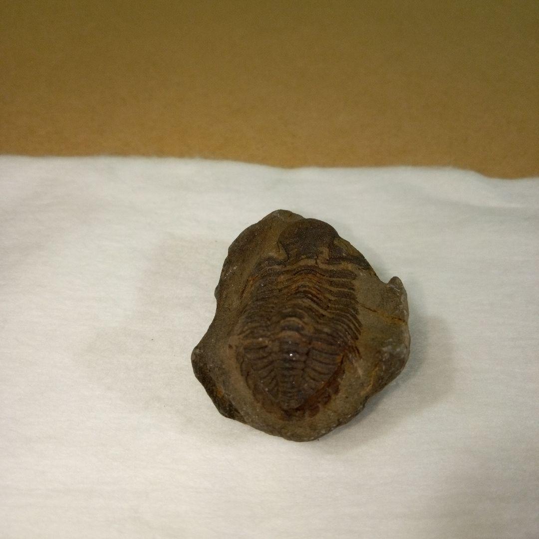 三葉虫　化石　三葉虫化石　究極のレトロ　fossil　ボリビア産　化石管理番号⑨