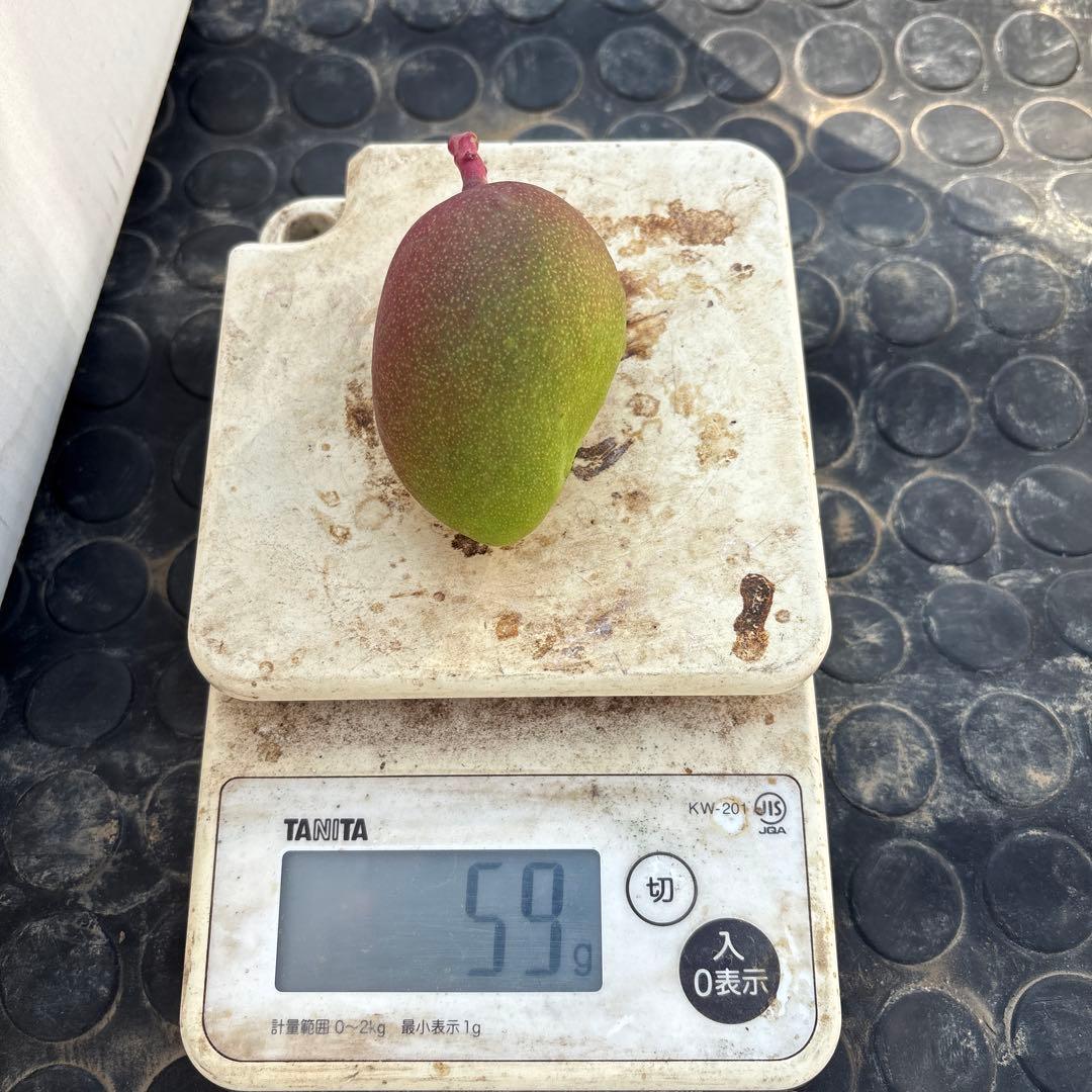摘果マンゴー2/7❶