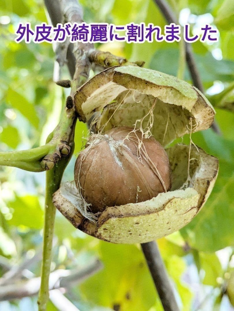 【かおりん商品】25年産 新物 国産 殻付き信濃くるみ 極小〜小 13kg