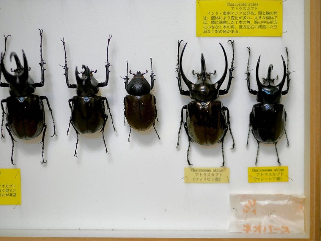 昆虫標本 コーカサスカブト各種 世界産地別コレクション研究用大型ドイツ箱