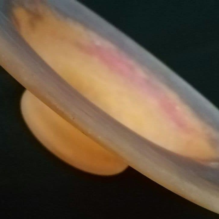 アール・ヌーヴォー　コンポート　アンティーク　ミューラー　ヴィトリオフィカシオン