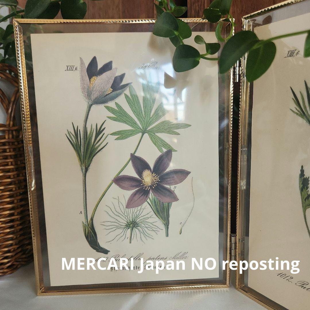 ボタニカルアート　植物画　アンティーク　リトグラフ　インテリア　植物図鑑　29