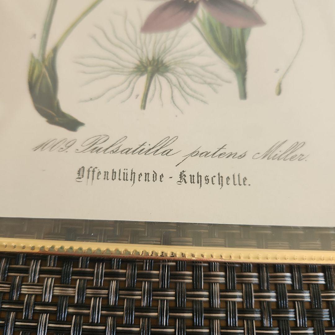 ボタニカルアート　植物画　アンティーク　リトグラフ　インテリア　植物図鑑　29