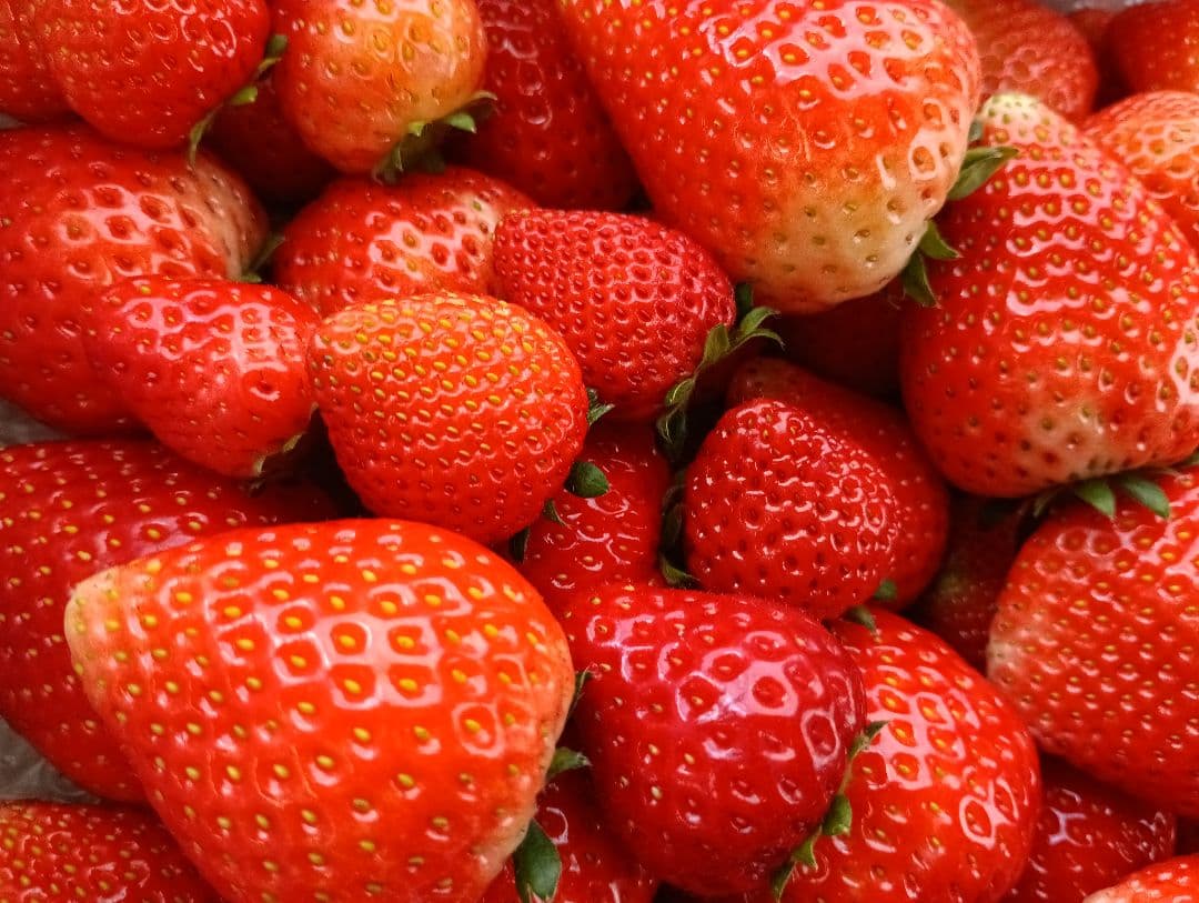 大量約6kg！とちあいか！規格外のため格安！甘くて酸味が少ない品種です！