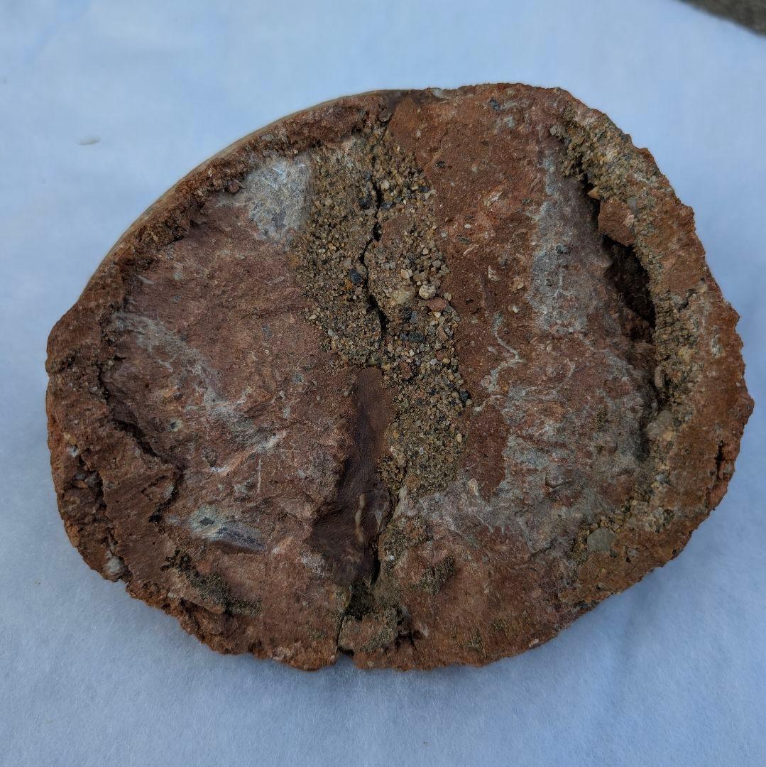 本物保証　恐竜ハドロサウルスの卵化石　絶品美肌の美品卵　極上カバー率　補修あり