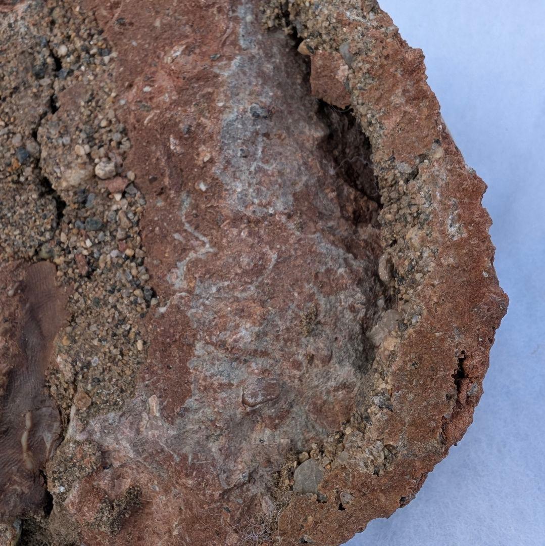 本物保証　恐竜ハドロサウルスの卵化石　絶品美肌の美品卵　極上カバー率　補修あり