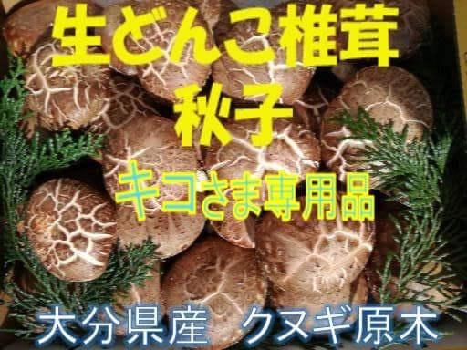 キコさまご予約専用 大分県特産 生どんこ椎茸「秋子」ダブル