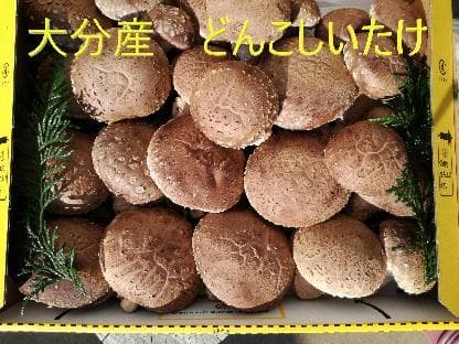 キコさまご予約専用 大分県特産 生どんこ椎茸「秋子」ダブル
