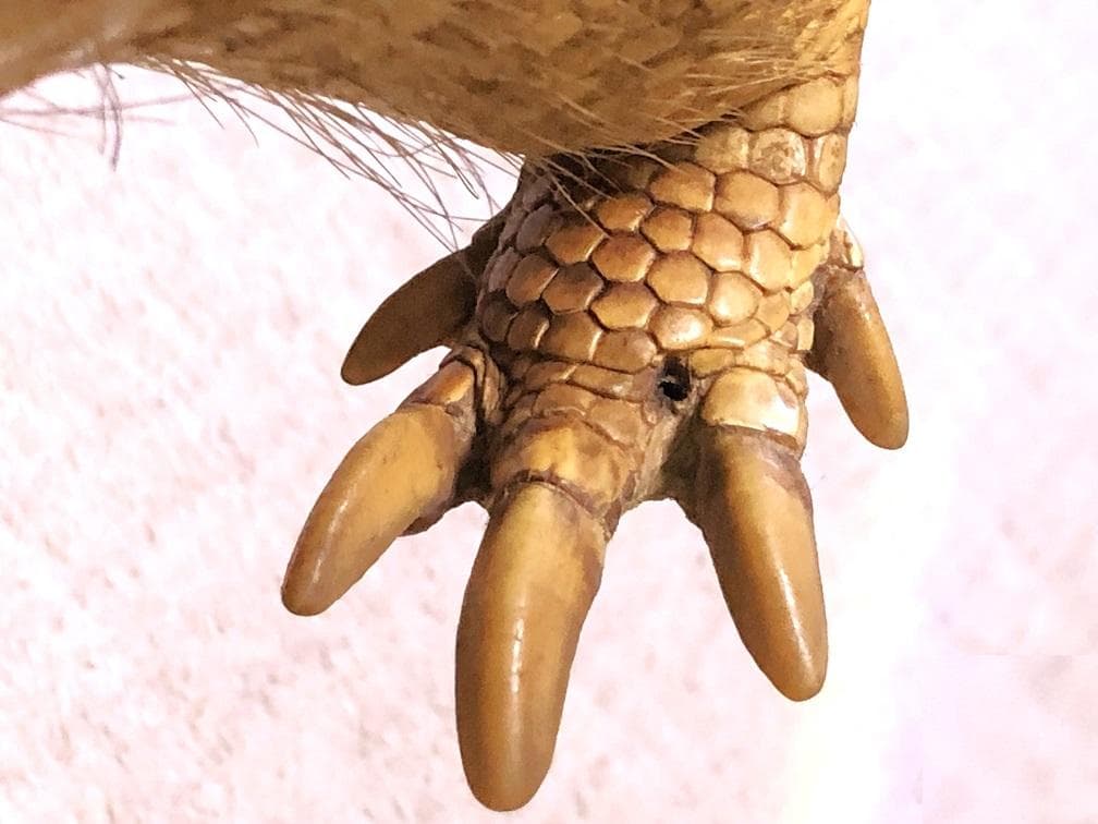 【 ココノオビアルマジロ剥製 】　合法品　完全体（一部修復）　木台付