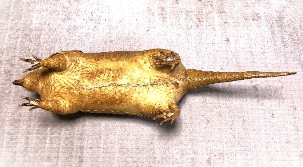 【 ココノオビアルマジロ剥製 】　合法品　完全体（一部修復）　木台付