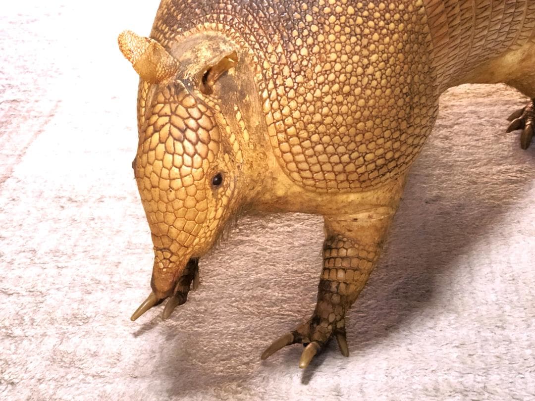 【 ココノオビアルマジロ剥製 】　合法品　完全体（一部修復）　木台付