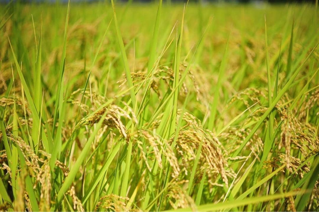 精米済み10キロ【農家直送！】新潟県産こしいぶき　特別栽培米　7年産　低温冷蔵