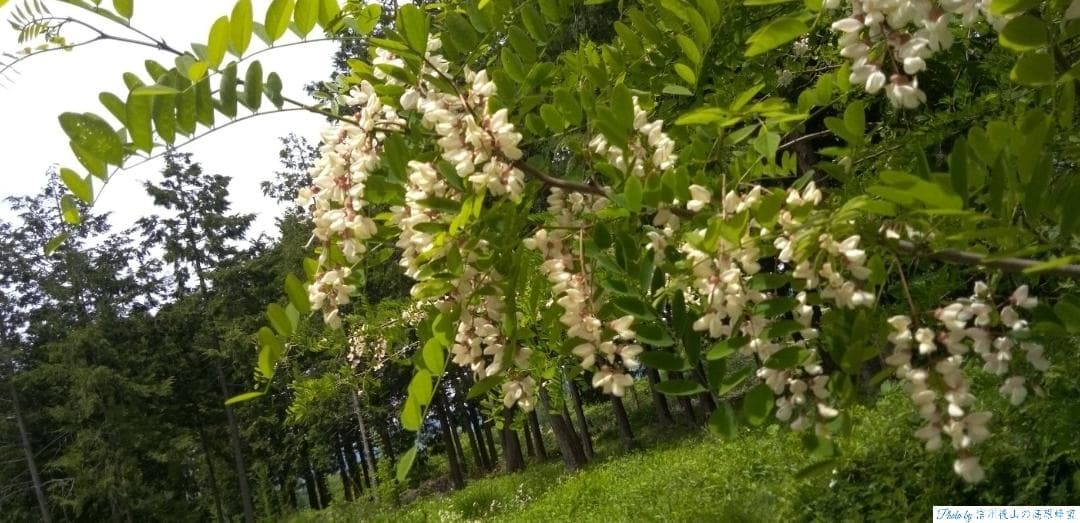 【そら】 国産蜂蜜 1000g アカシア蜜3本、栗蜜1本 はちみつ