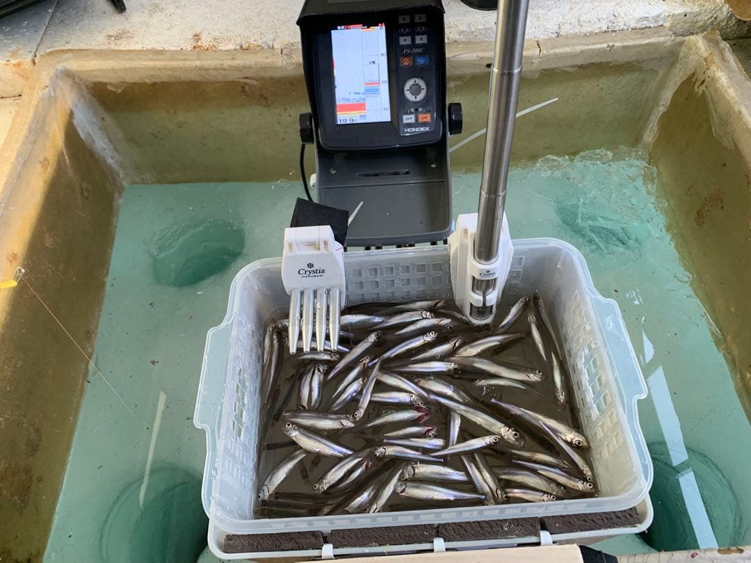 オススメ　氷上ワカサギ釣り　ステンレス穂先　２本　　253ミリ