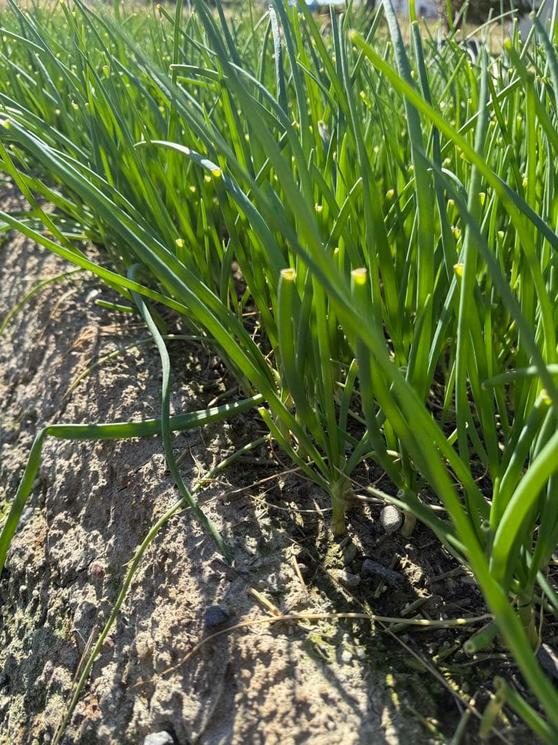 淡路島玉ねぎ七宝苗　カラーコンテナ一つ分　2500本程度　本日限り