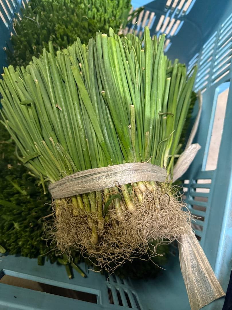 淡路島玉ねぎ七宝苗　カラーコンテナ一つ分　2500本程度　本日限り