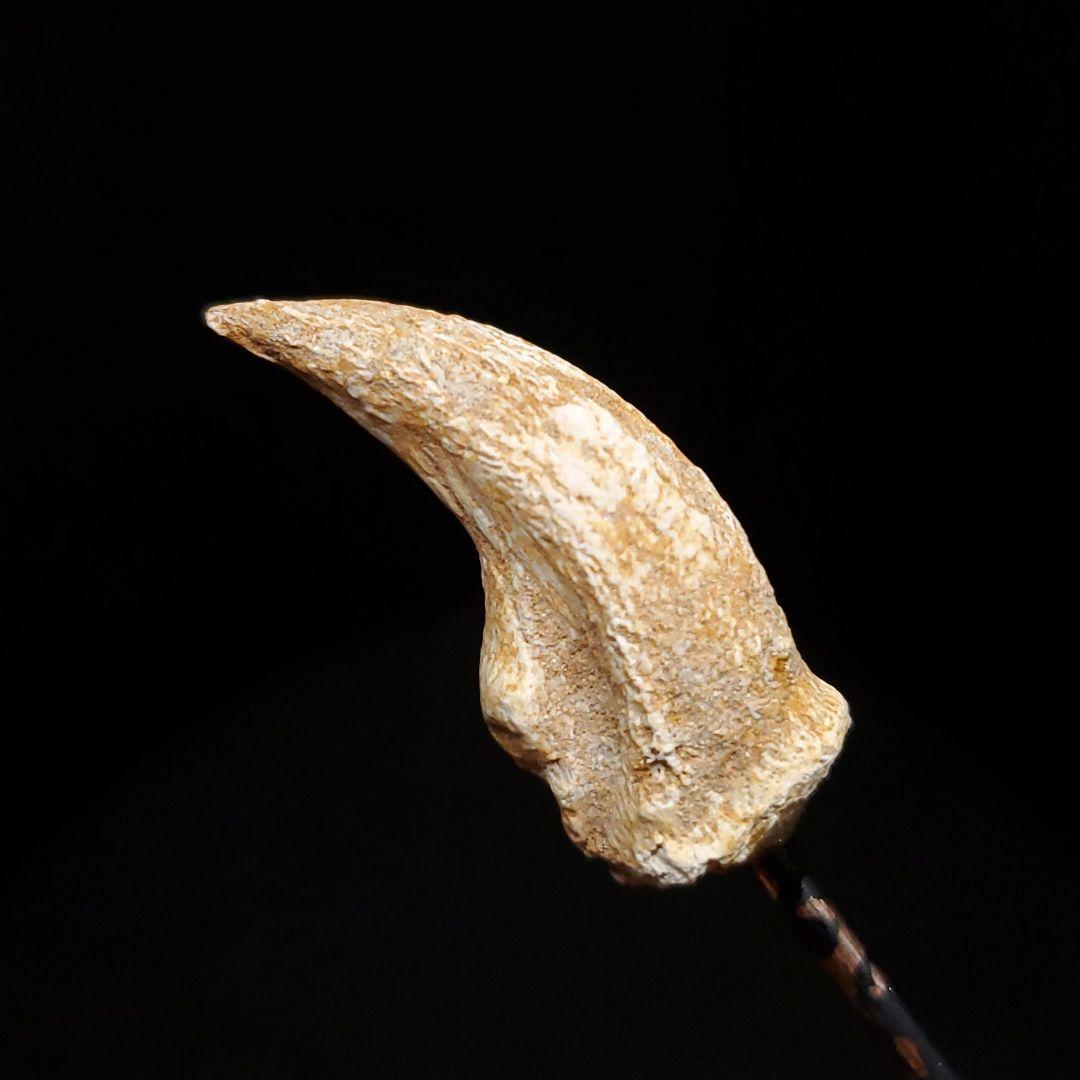 クロコダイル 爪 化石 本物 モロッコ産 36.16mm  fr94