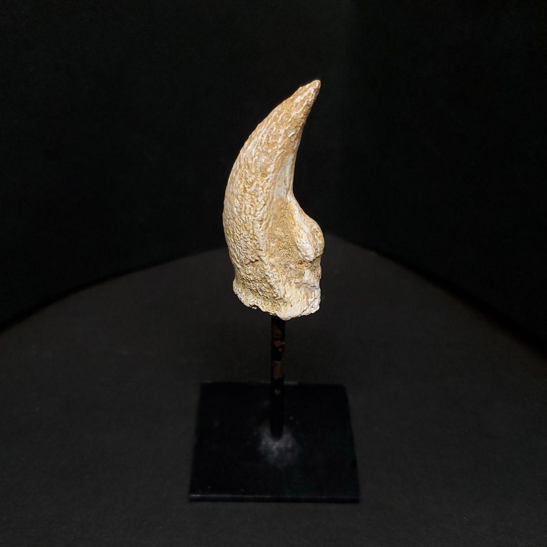 クロコダイル 爪 化石 本物 モロッコ産 36.16mm  fr94